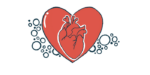 A human heart is pictured inside a heart-shaped drawing.